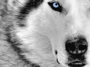 Wallpaper animali selvatici