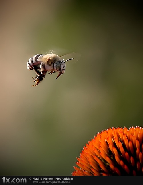 Foto macro
